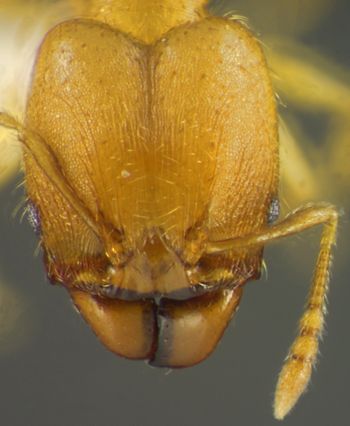 Media type: image;   Entomology 34187 Aspect: head frontal view